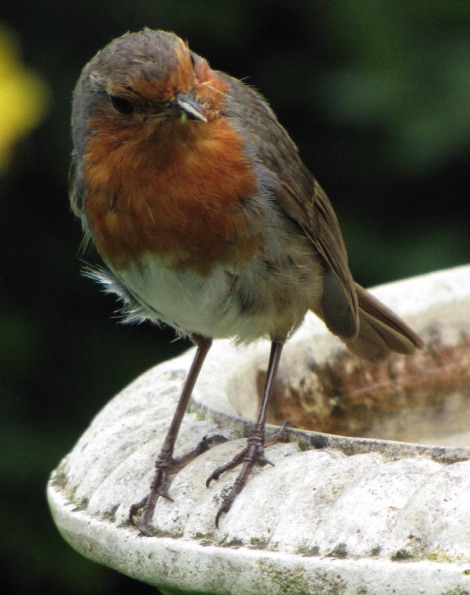 Robin on a birdbath